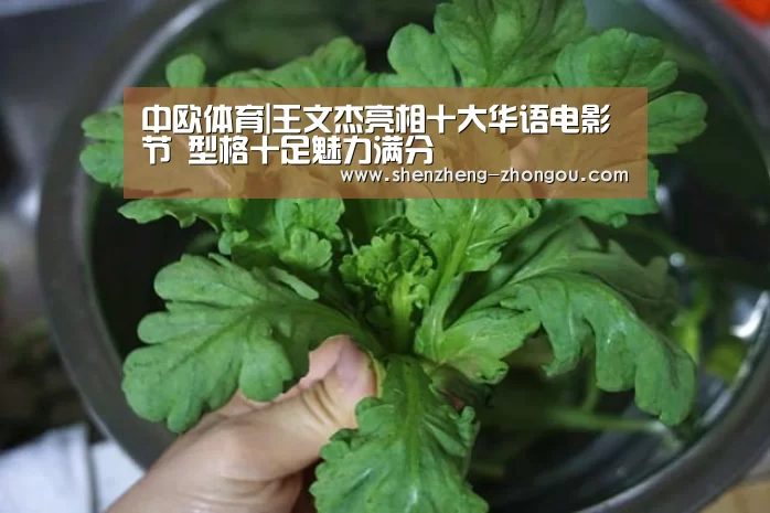 中欧体育直播
